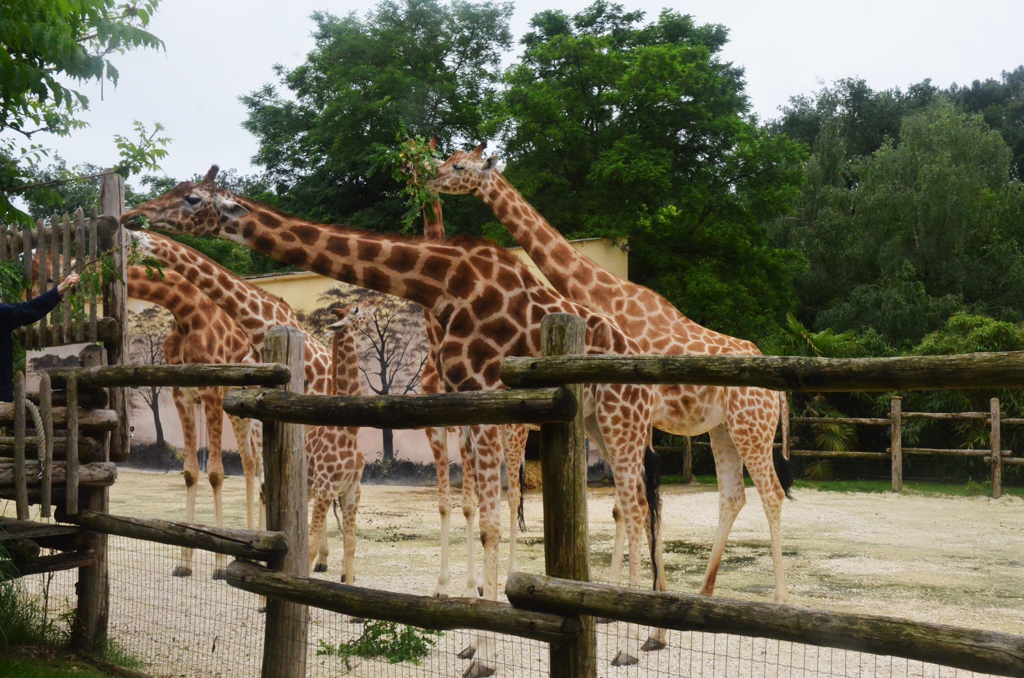 Kordofan Giraffes at La Flèche, 11/06/18