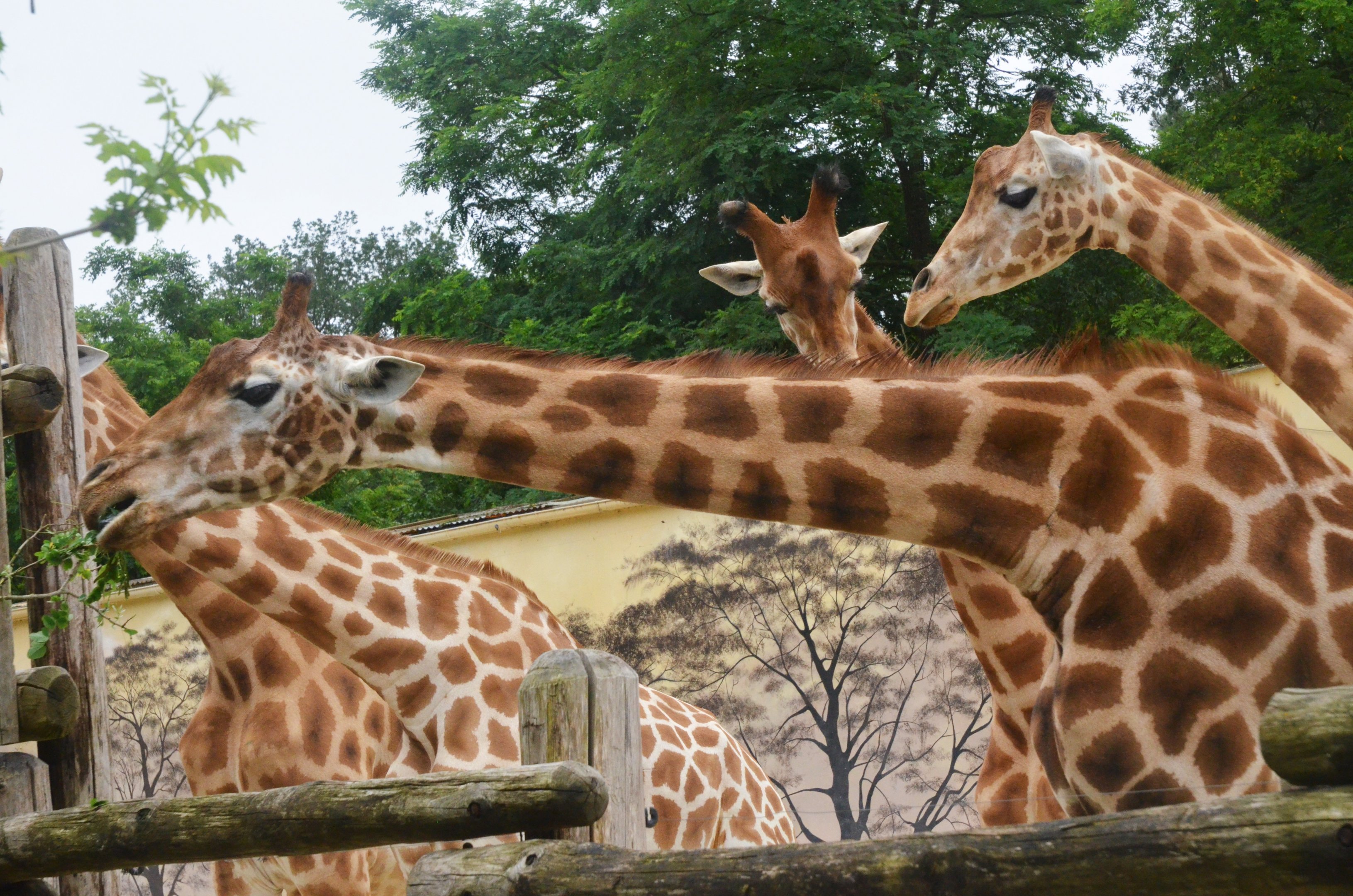 Kordofan Giraffes at La Flèche, 11/06/18