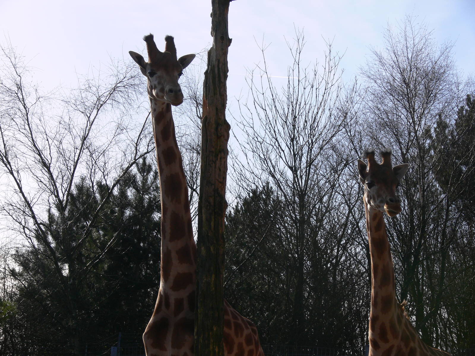Kordofan Giraffes at South Lakes, 16/02/14