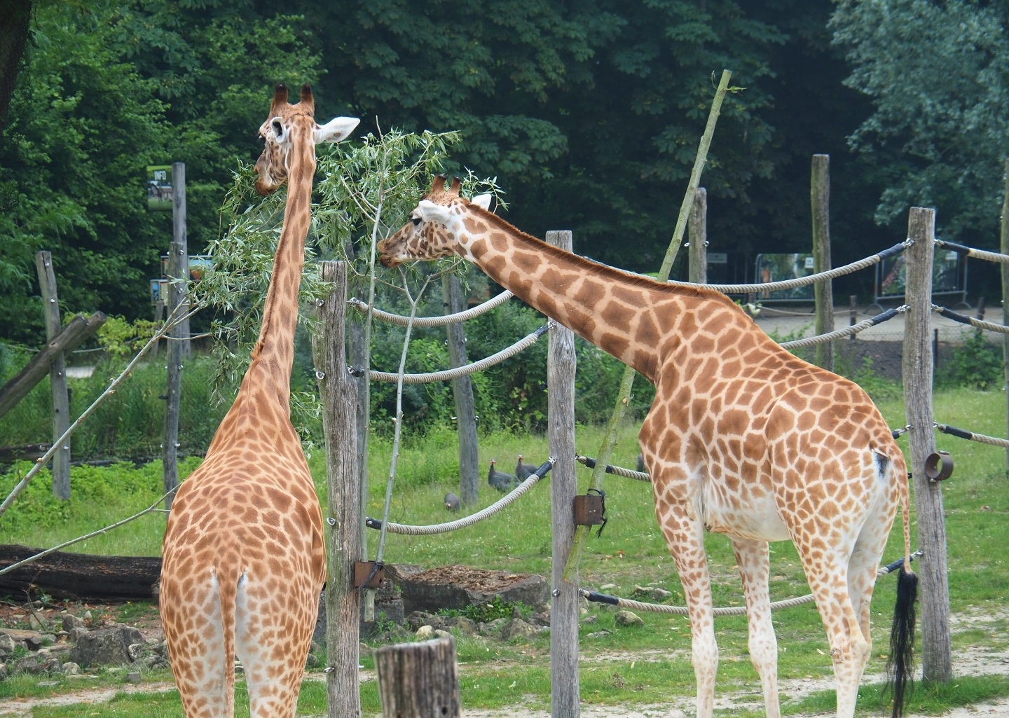 Kordofan giraffes (Giraffa camelopardalis antiquorum), 2019-06-26