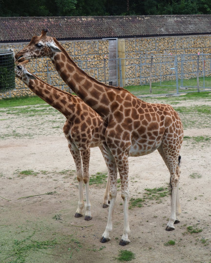 Kordofan giraffes (Giraffa camelopardalis antiquorum), 2020-07-14