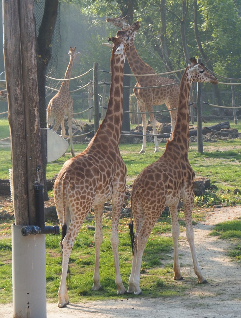 Kordofan giraffes (Giraffa camelopardalis antiquorum), 2020-09-16