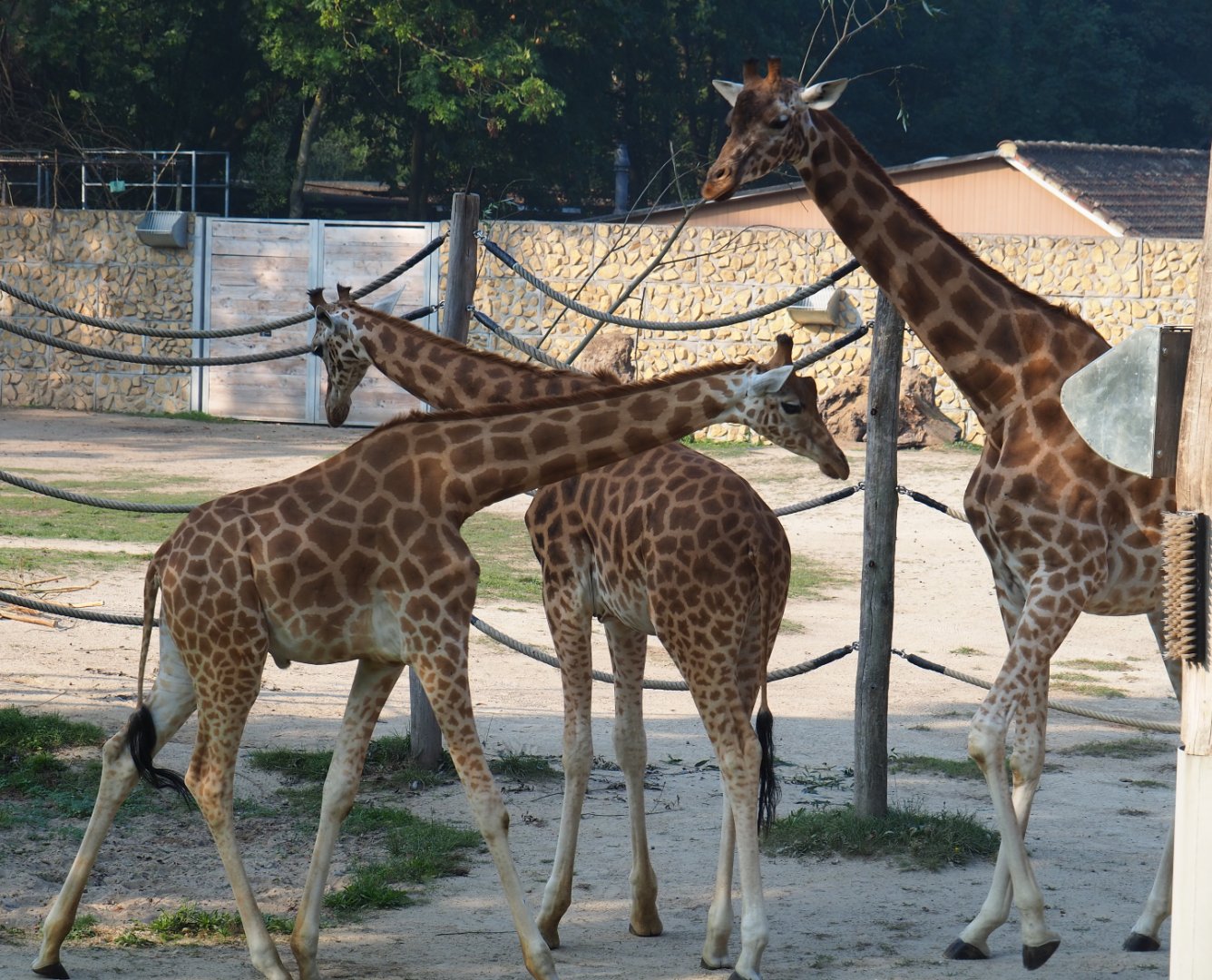 Kordofan giraffes (Giraffa camelopardalis antiquorum), 2020-09-16