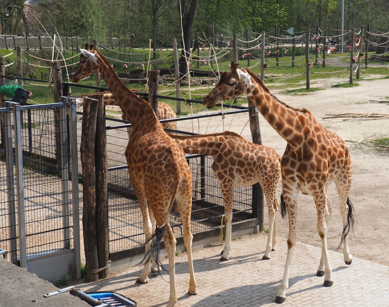 Kordofan giraffes (Giraffa camelopardalis antiquorum), 2021-04-20