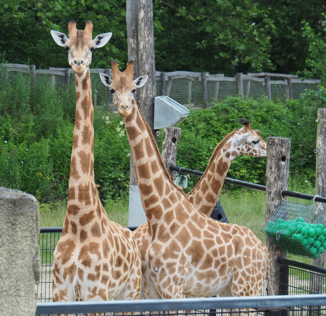 Kordofan giraffes (Giraffa camelopardalis antiquorum), 2021-07-03