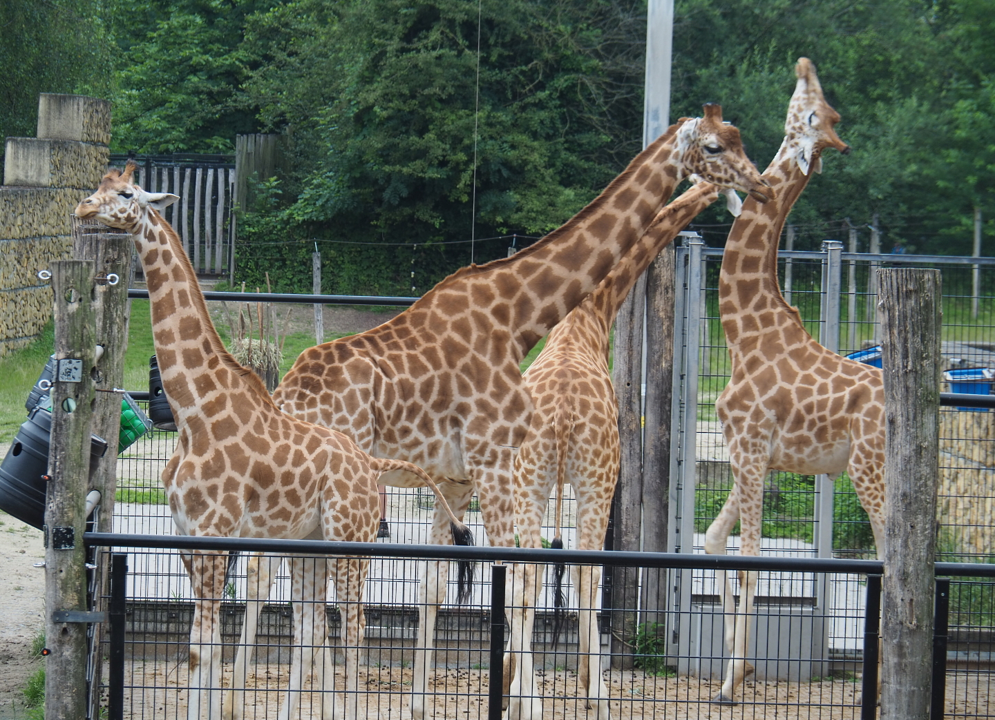 Kordofan giraffes (Giraffa camelopardalis antiquorum), 2021-07-03