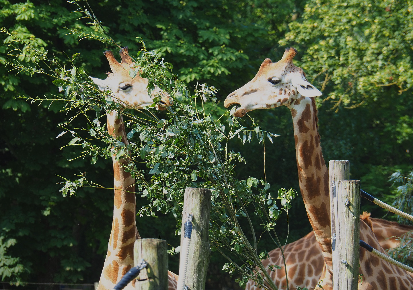 Kordofan giraffes (Giraffa camelopardalis antiquorum), 2021-07-20