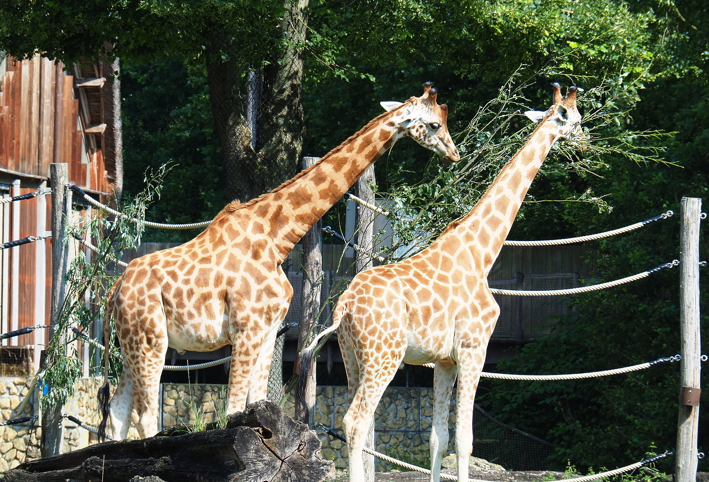 Kordofan giraffes (Giraffa camelopardalis antiquorum), 2021-07-20