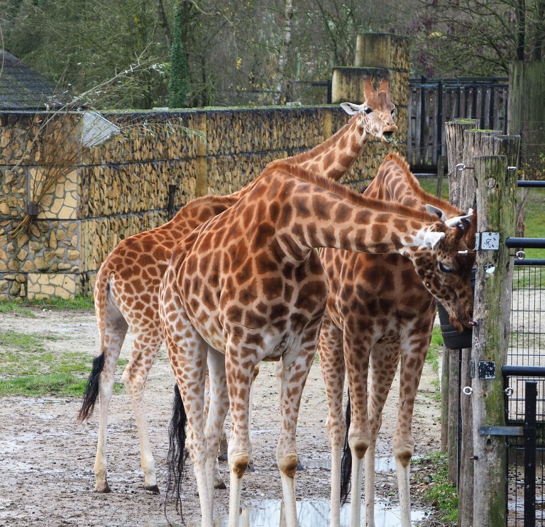 Kordofan giraffes (Giraffa camelopardalis antiquorum), 2021-12-07