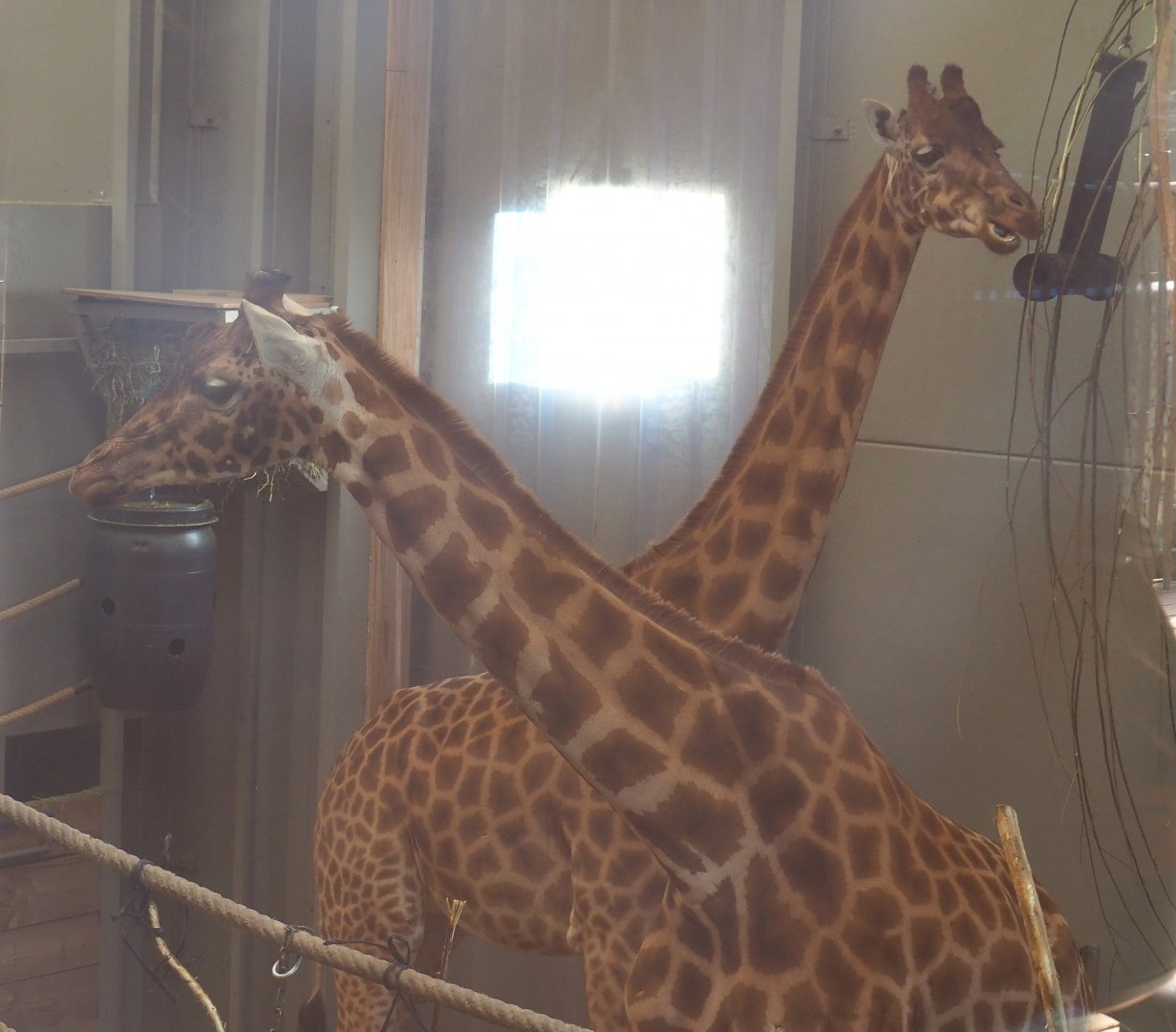 Kordofan giraffes (Giraffa camelopardalis antiquorum), 2021-12-22