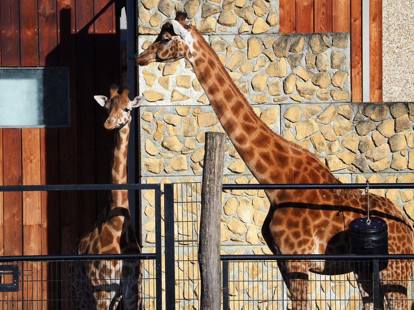 Kordofan giraffes (Giraffa camelopardalis antiquorum), 2022-02-12