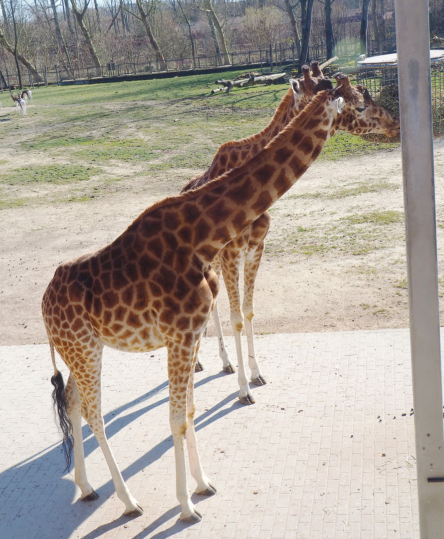 Kordofan giraffes (Giraffa camelopardalis antiquorum), 2022-03-08