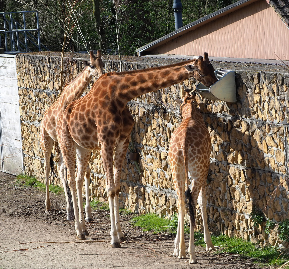 Kordofan giraffes (Giraffa camelopardalis antiquorum), 2022-04-12