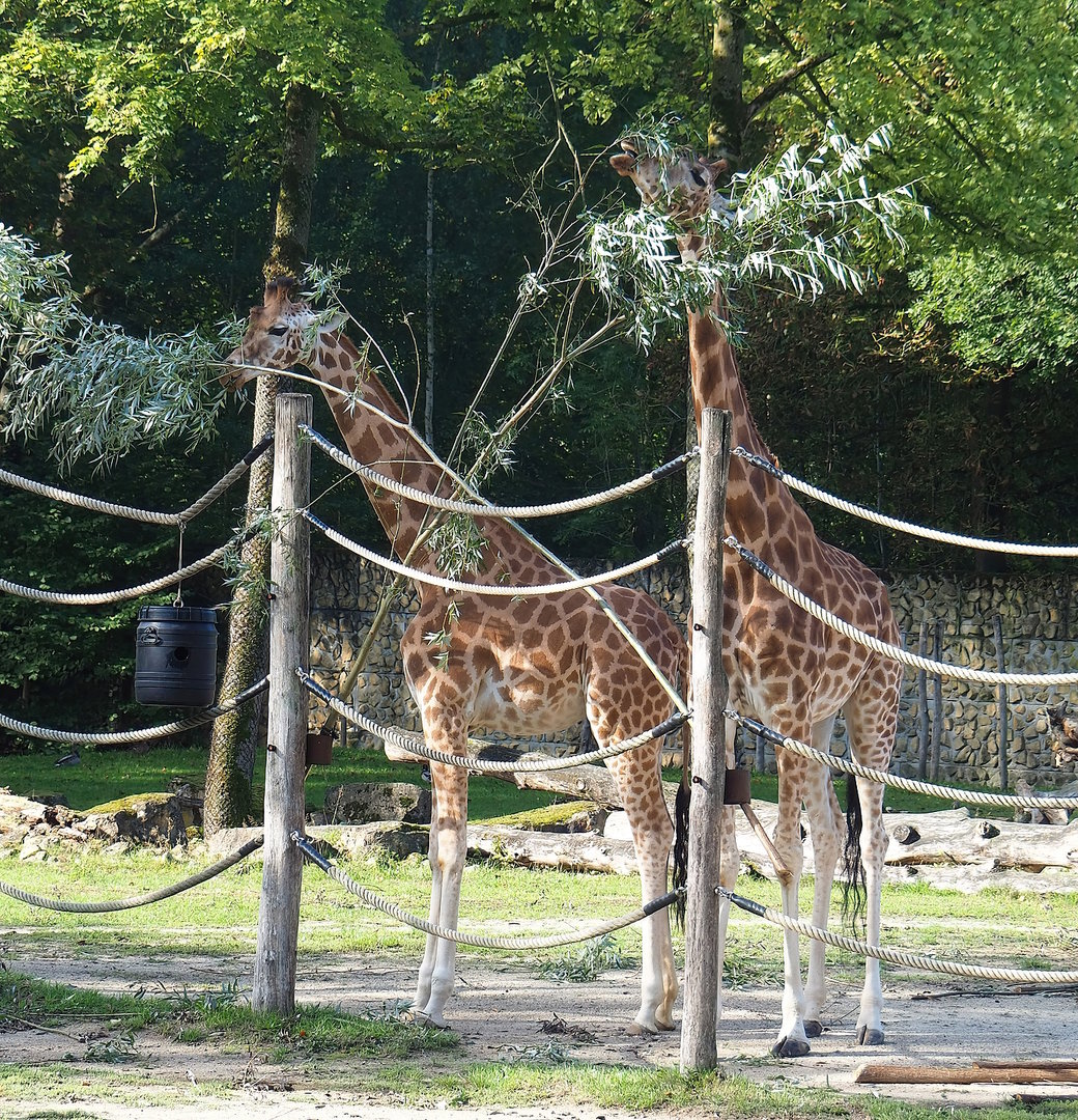 Kordofan giraffes (Giraffa camelopardalis antiquorum), 2022-09-12