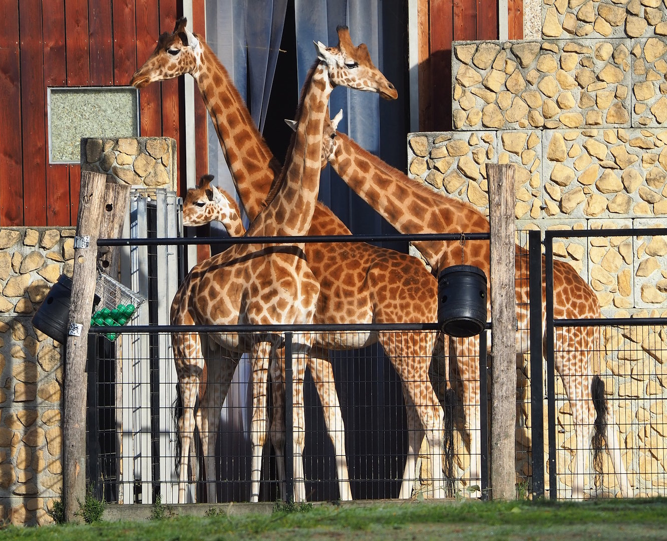 Kordofan giraffes (Giraffa camelopardalis antiquorum), 2022-10-19
