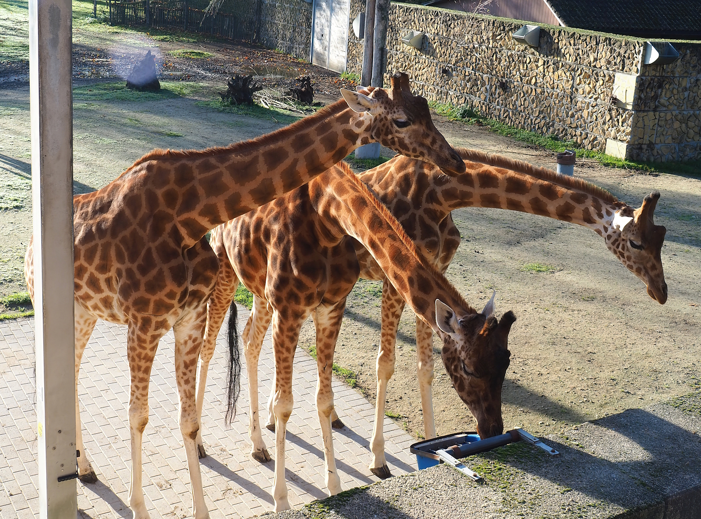 Kordofan giraffes (Giraffa camelopardalis antiquorum), 2022-11-12
