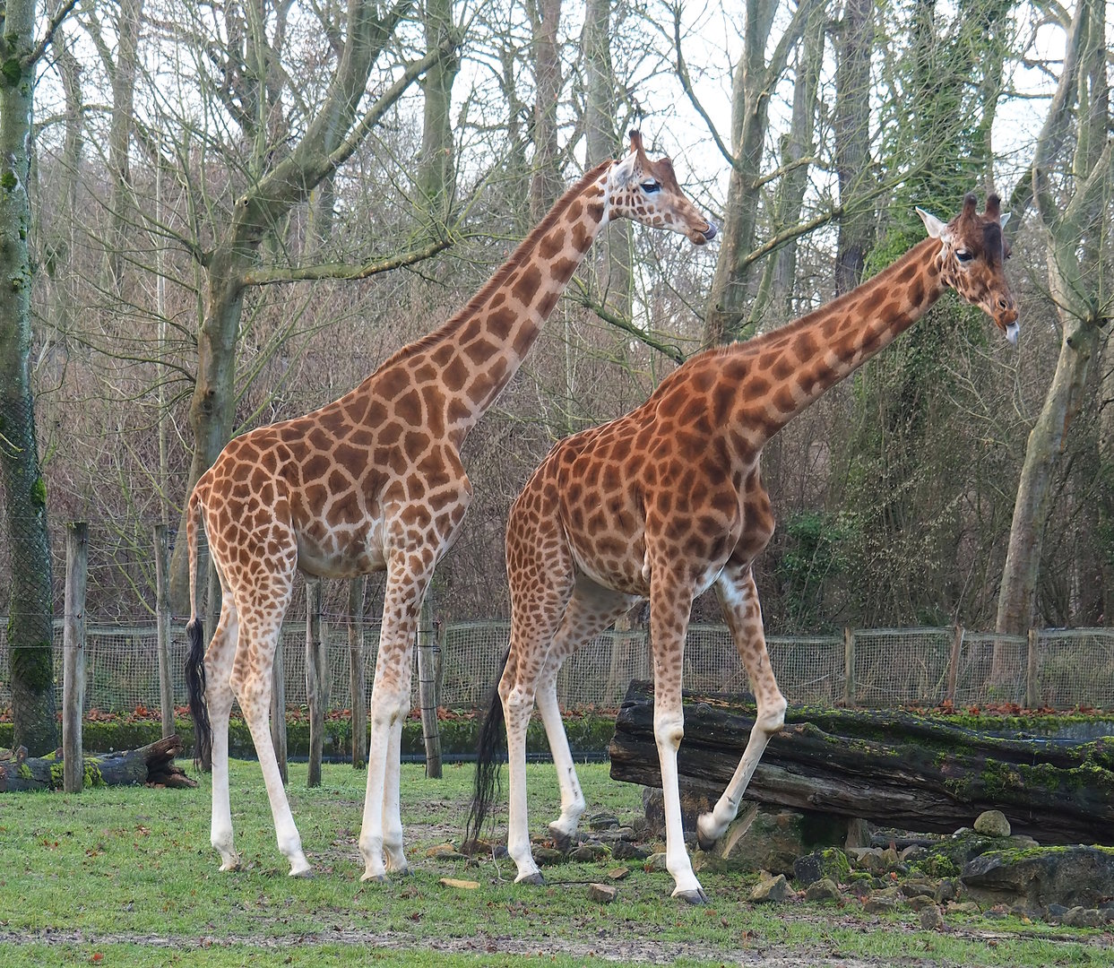 Kordofan giraffes (Giraffa camelopardalis antiquorum), 2022-12-27