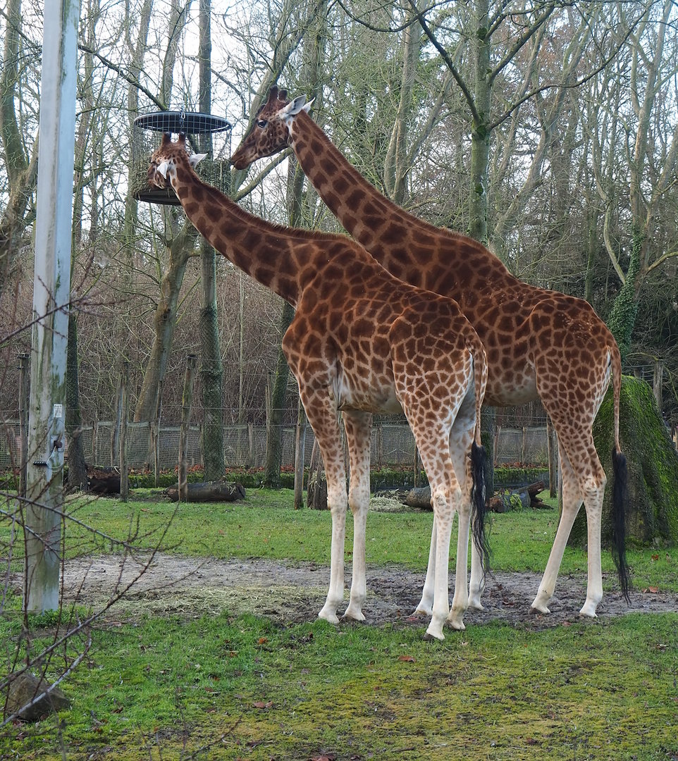 Kordofan giraffes (Giraffa camelopardalis antiquorum), 2022-12-27