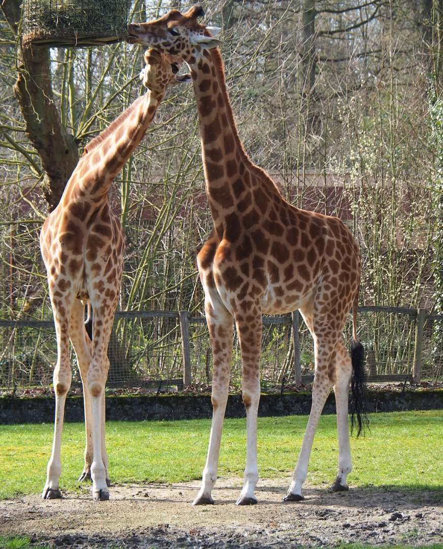Kordofan giraffes (Giraffa camelopardalis antiquorum), 2023-03-28