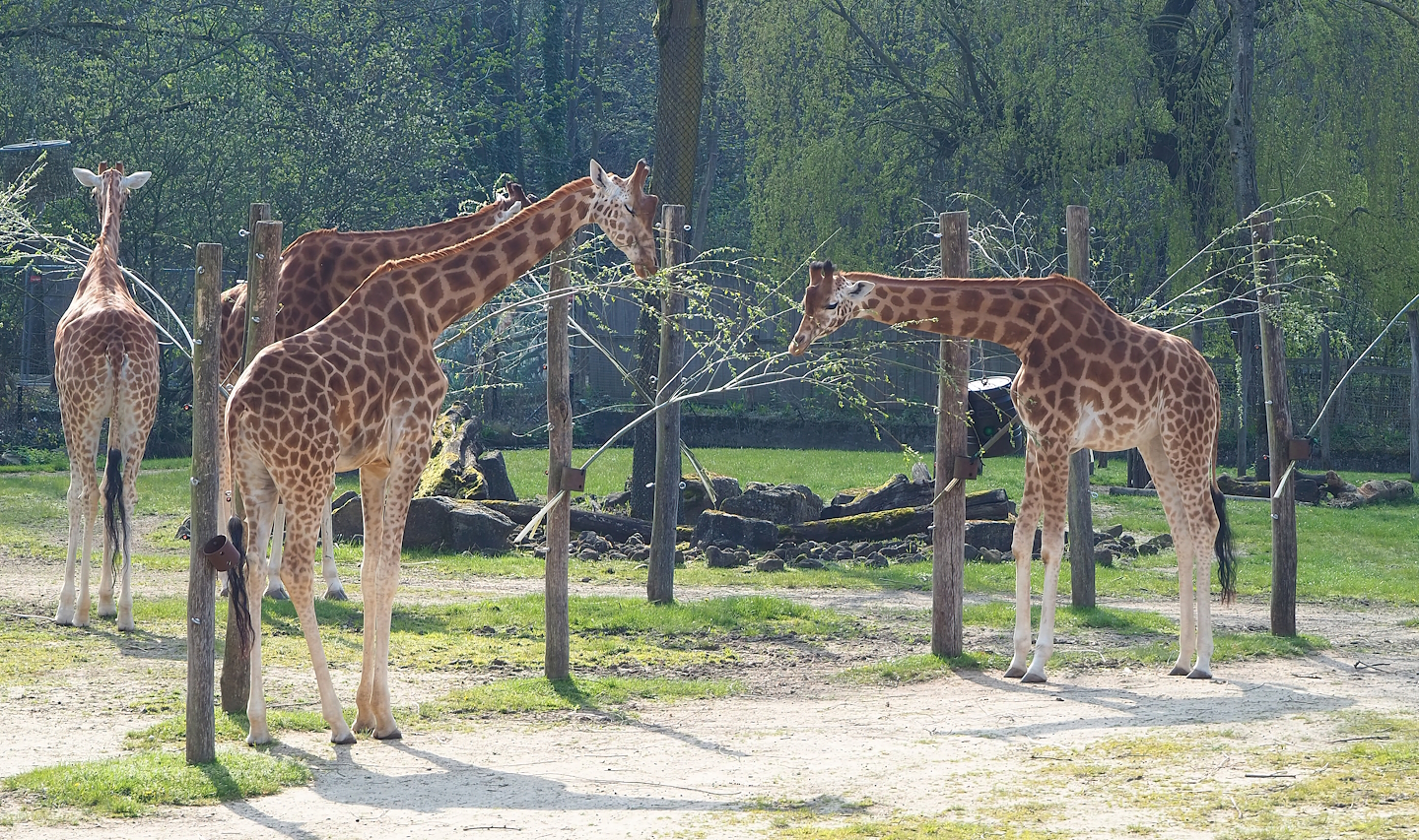Kordofan giraffes (Giraffa camelopardalis antiquorum), 2023-04-18