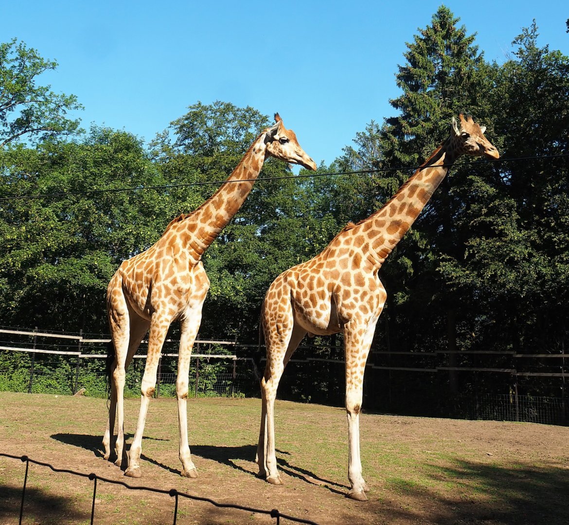 Kordofan giraffes (Giraffa camelopardalis antiquorum), 2023-06-24