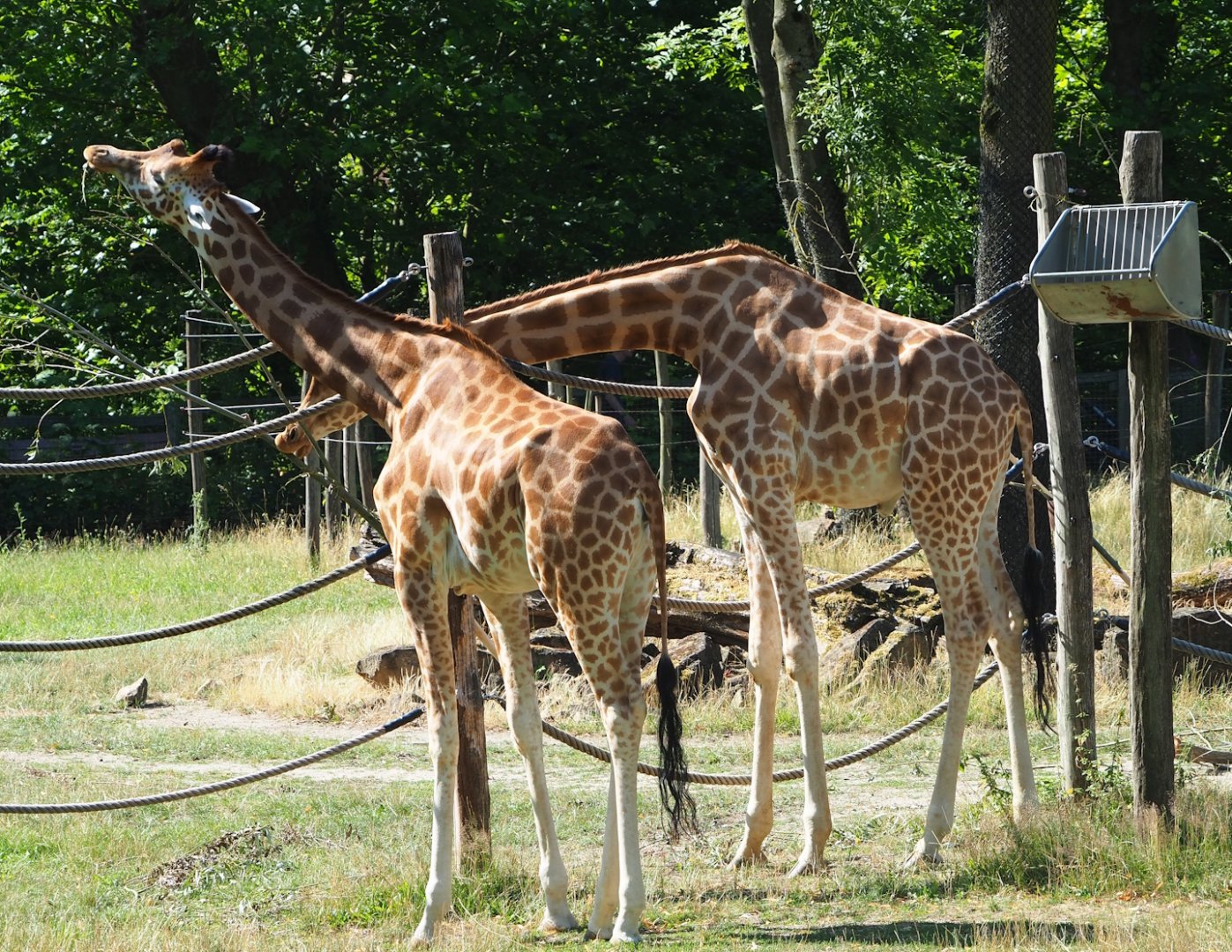 Kordofan giraffes (Giraffa camelopardalis antiquorum), 2023-07-08