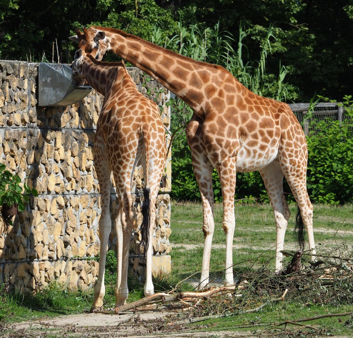 Kordofan giraffes (Giraffa camelopardalis antiquorum), 2023-07-26