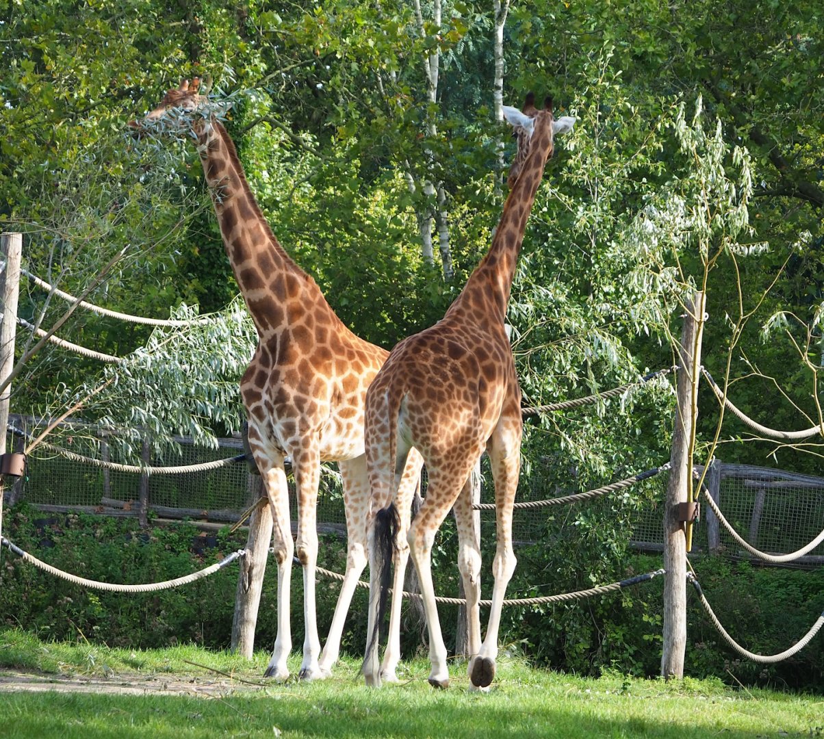 Kordofan giraffes (Giraffa camelopardalis antiquorum), 2023-09-19
