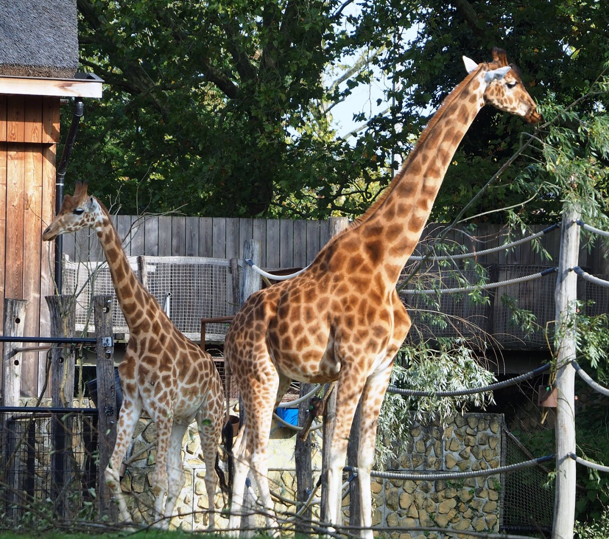 Kordofan giraffes (Giraffa camelopardalis antiquorum), 2023-10-04