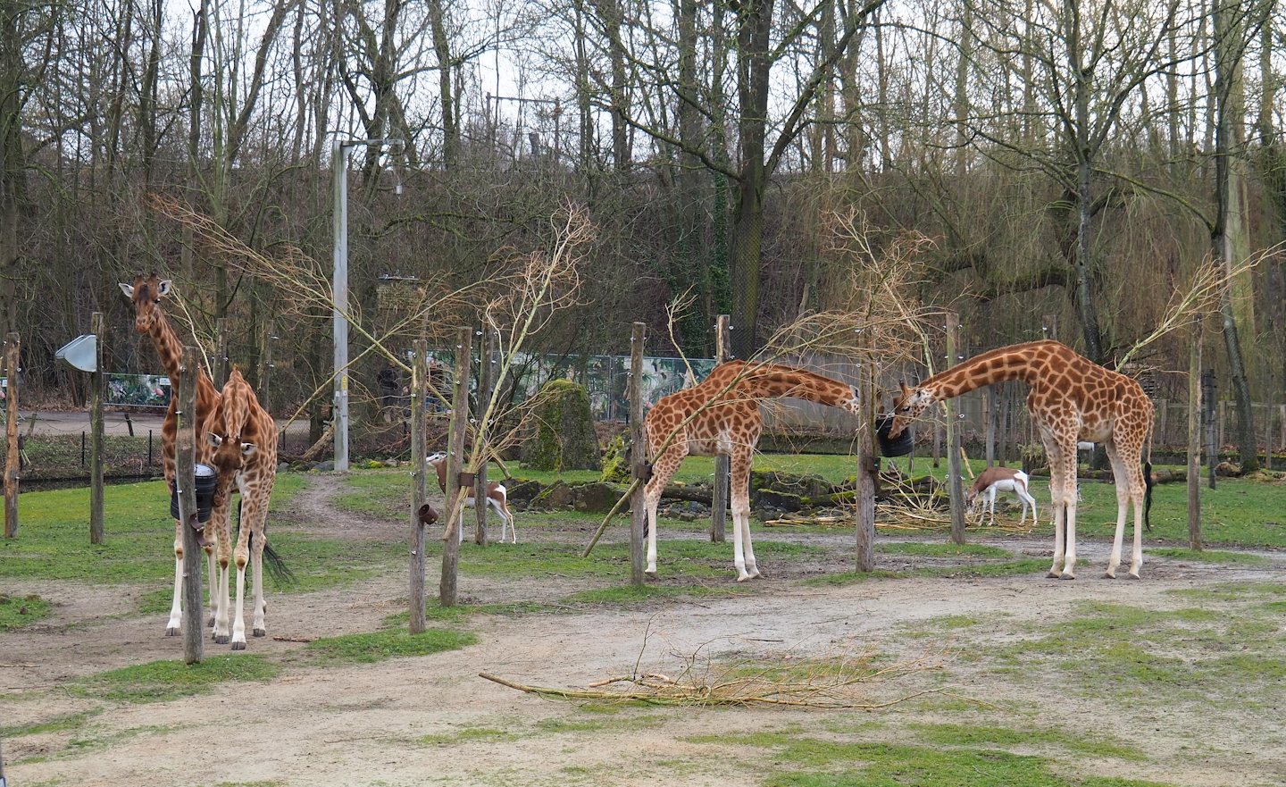 Kordofan giraffes (Giraffa camelopardalis antiquorum) and Mhorr gazelles (Nanger dama mhorr), 2023-02-19