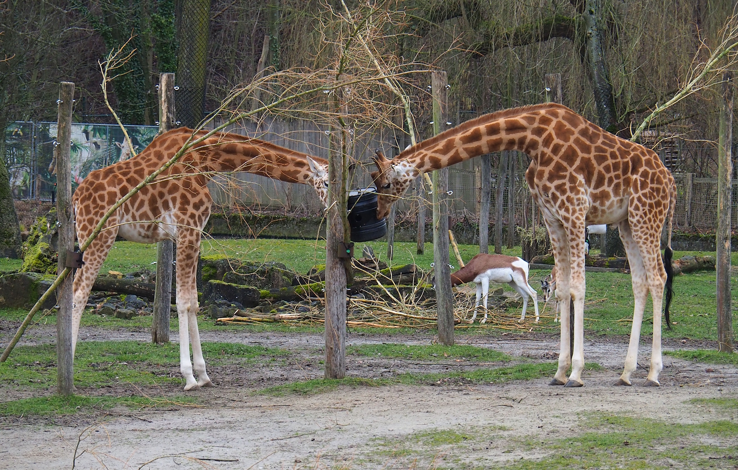 Kordofan giraffes (Giraffa camelopardalis antiquorum) and Mhorr gazelles (Nanger dama mhorr), 2023-02-19