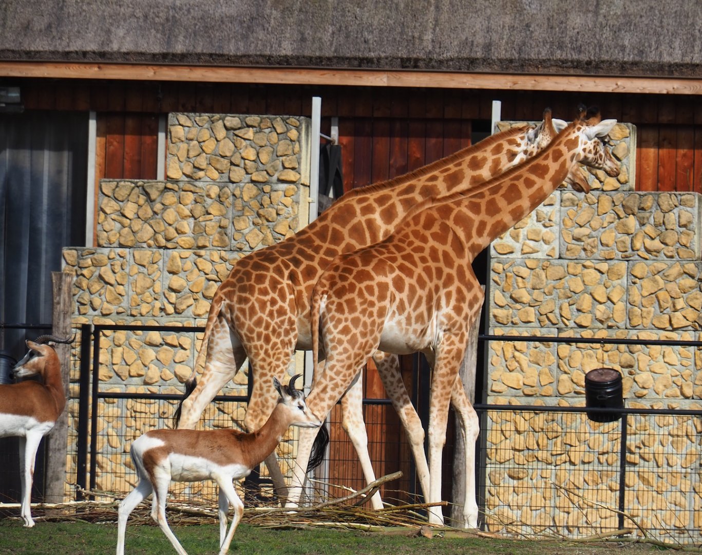 Kordofan giraffes (Giraffa camelopardalis antiquorum) and Mhorr gazelles (Nanger dama mhorr), 2023-03-28
