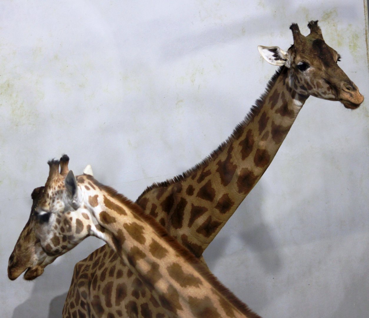 Kordofan giraffes (Giraffa camelopardalis antiquorum) at Paris zoological park 25th November 2018