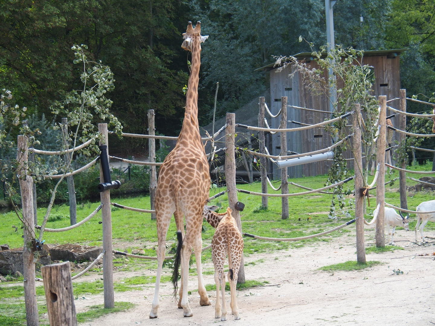 Kordofan giraffes (Giraffa camelopardalis antiquorum) Barbie and Twiga