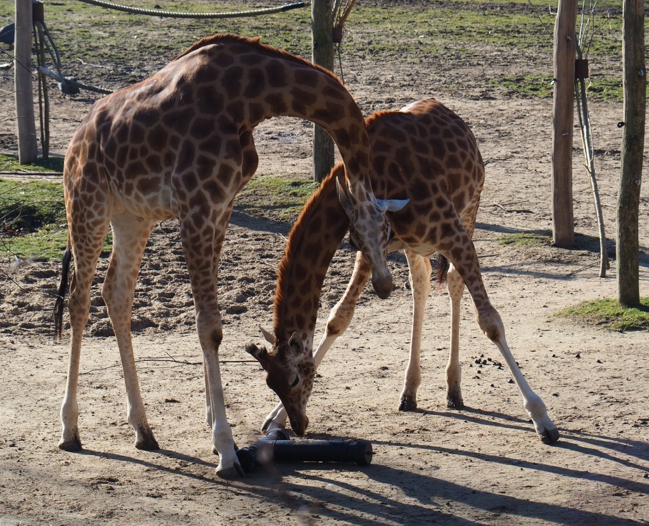 Kordofan giraffes (Giraffa camelopardalis antiquorum), Feb 16th, 2019