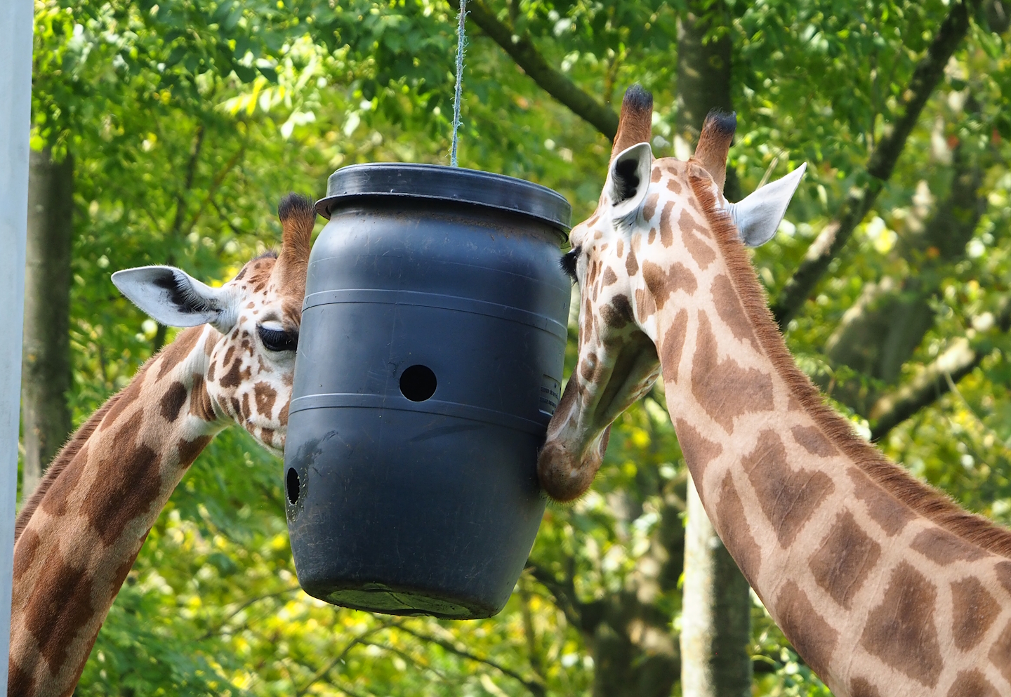 Kordofan giraffes (Giraffa camelopardalis antiquorum) feeding from barrel, 2023-09-19