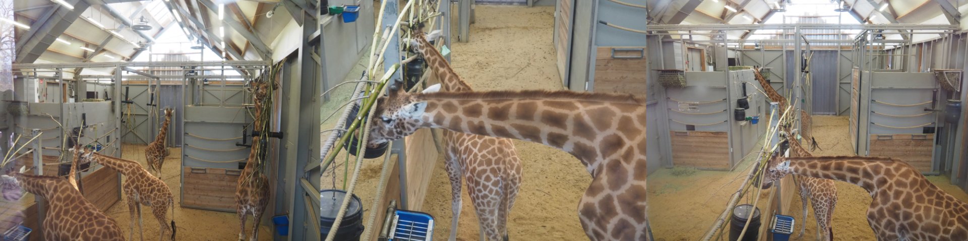 Kordofan giraffes (Giraffa camelopardalis antiquorum) in indoor housing, 2021-02-14