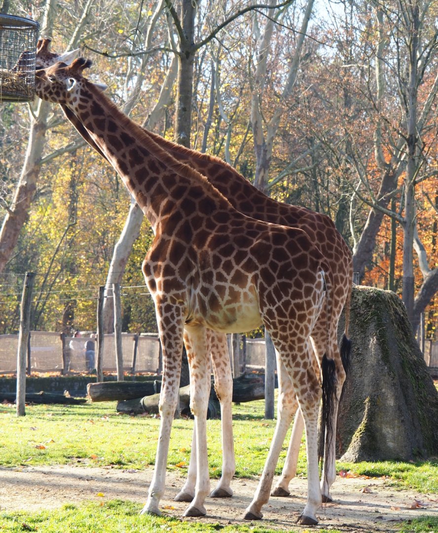 Kordofan giraffes (Giraffa camelopardalis antiquorum), Nov 18th, 2018