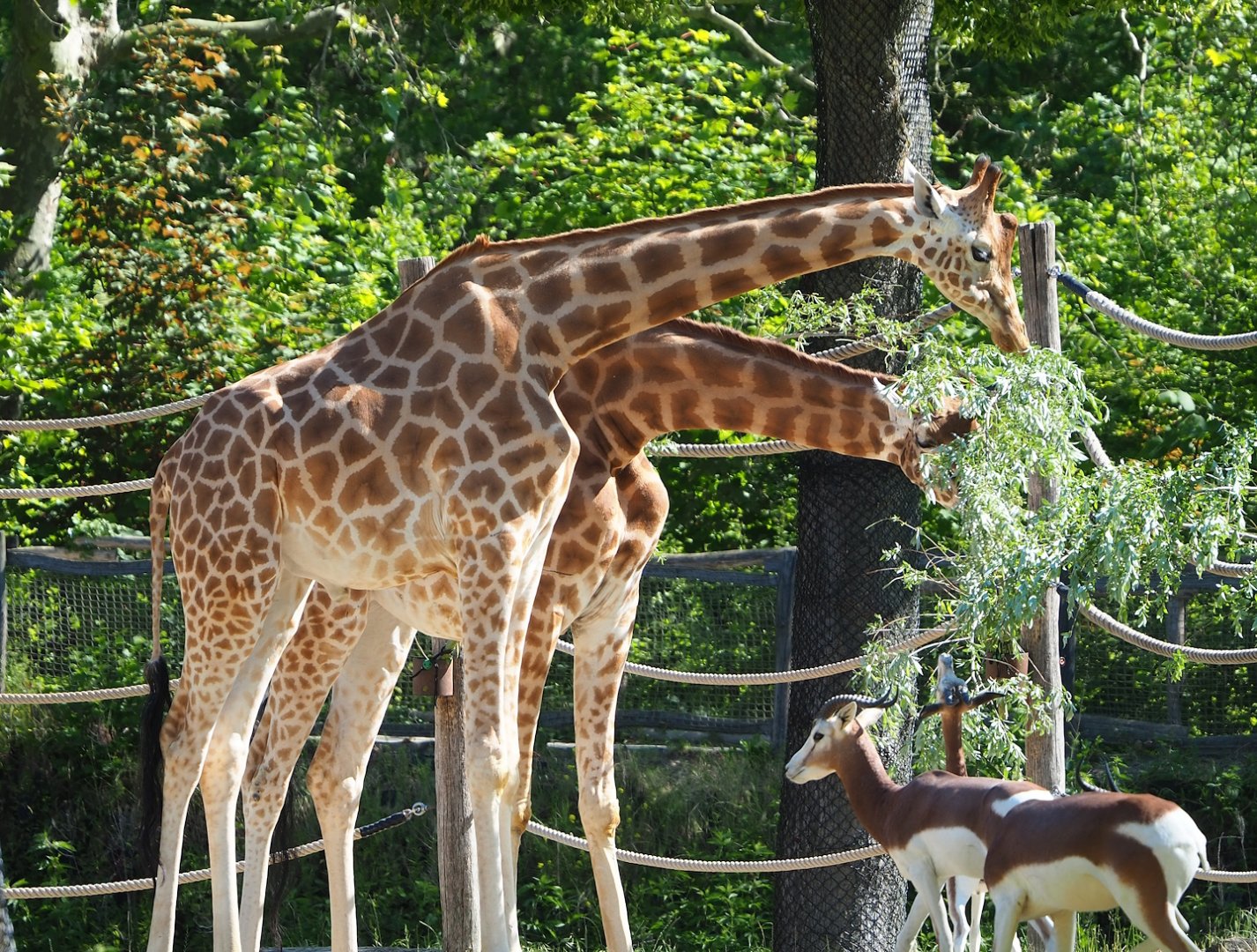 Kordofan giraffes (Giraffe camelopardalis antiquorum) and Mhorr gazelles (Nanger dama mhorr), 2023-06-04
