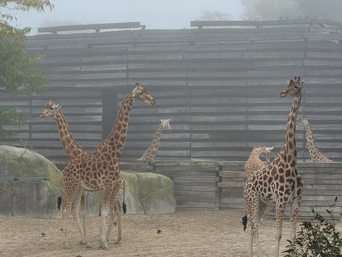Kordofan giraffes -Parc Zoologique de Paris (2022)