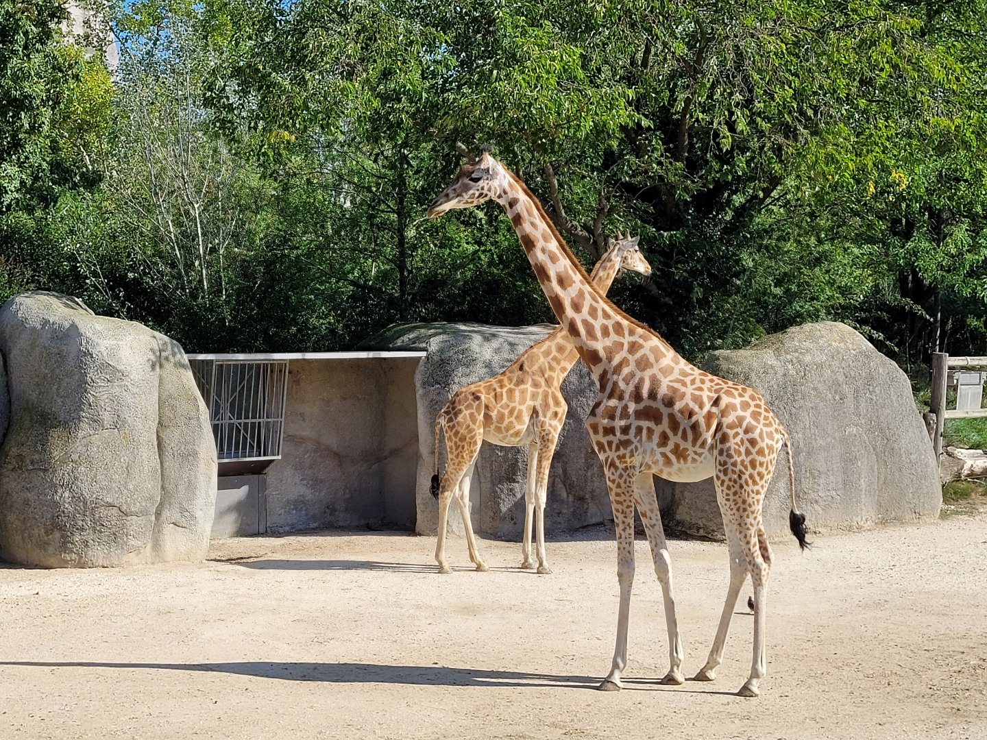 Kordofan giraffes -Parc Zoologique de Paris (2022)