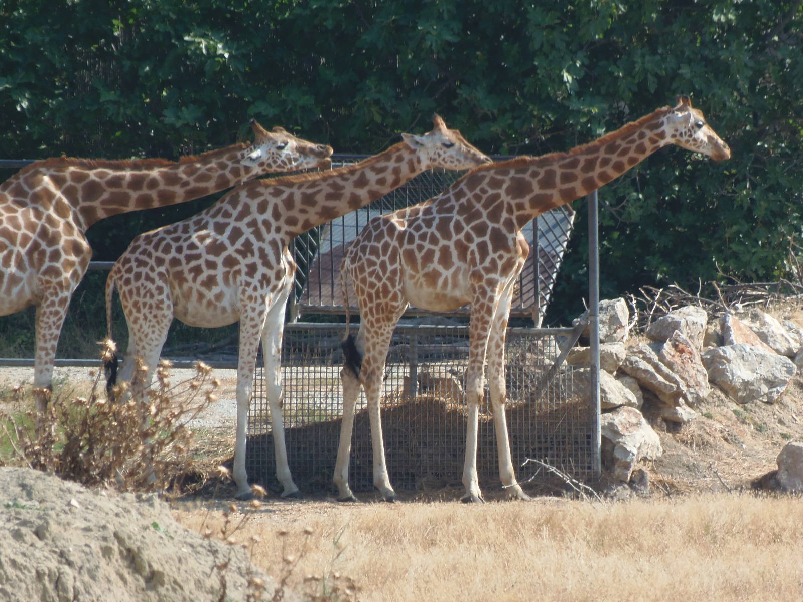Kordofan Giraffes