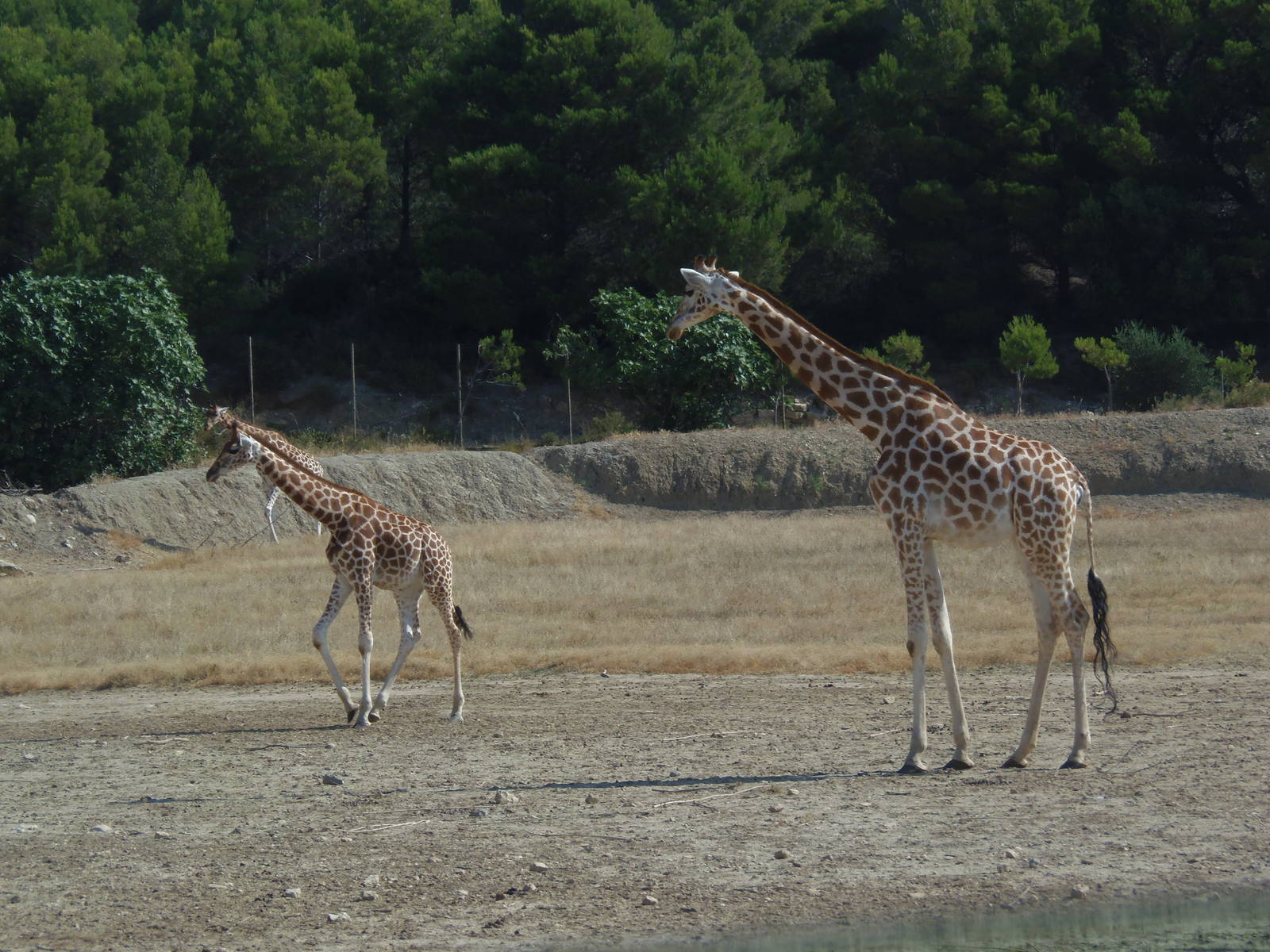 kordofan giraffes