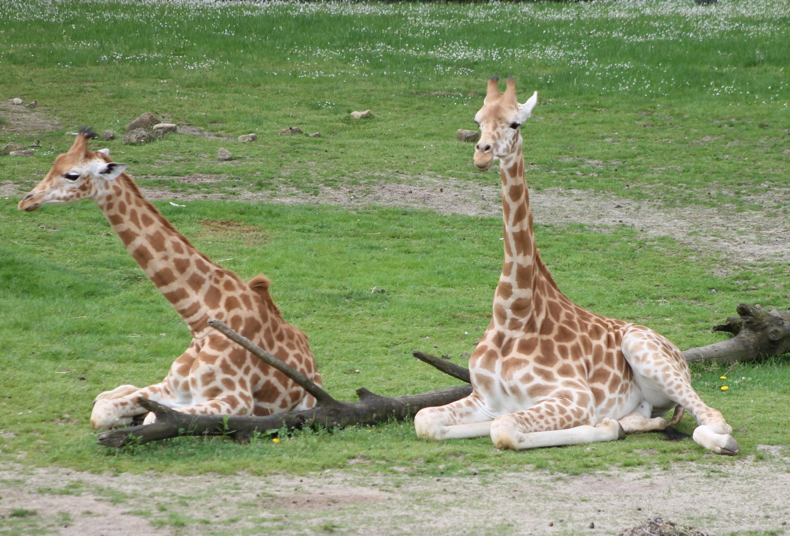Kordofan giraffes
