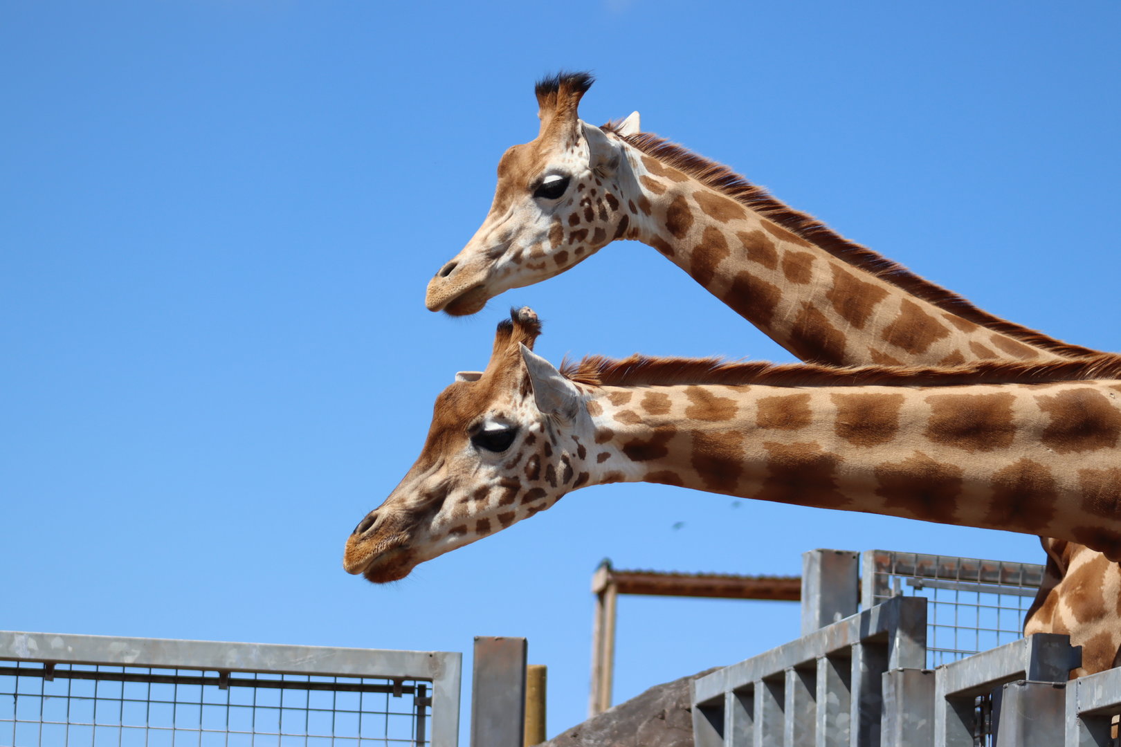 Kordofan Giraffes