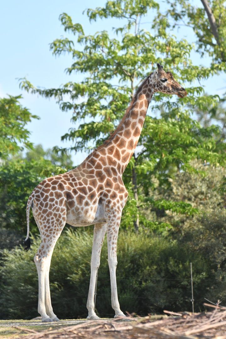 Kordofan's giraffe (Giraffa cameleopardis antiquorum)