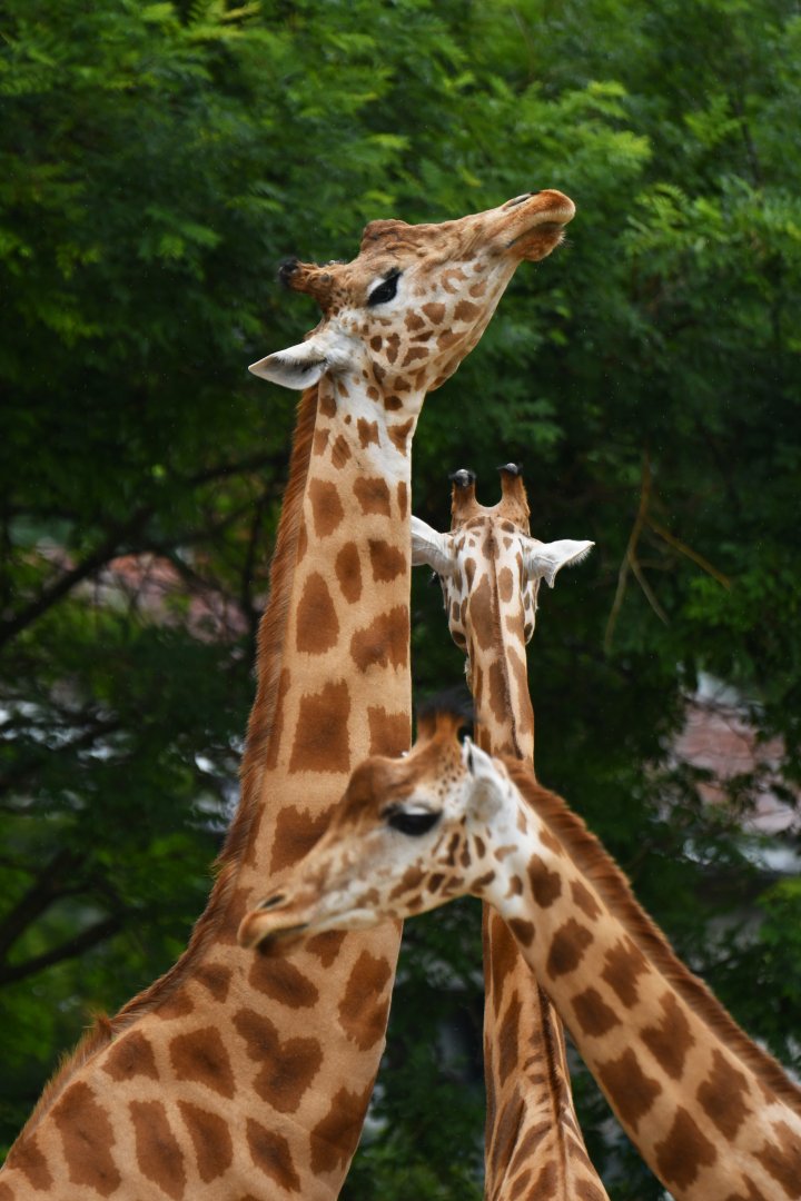 Kordoffan giraffe (Girafa cameleopardis antiquorum)