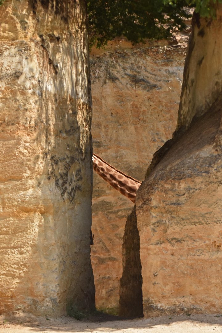 Kordoffan giraffe (Giraffa cameleopardis antiquorum)