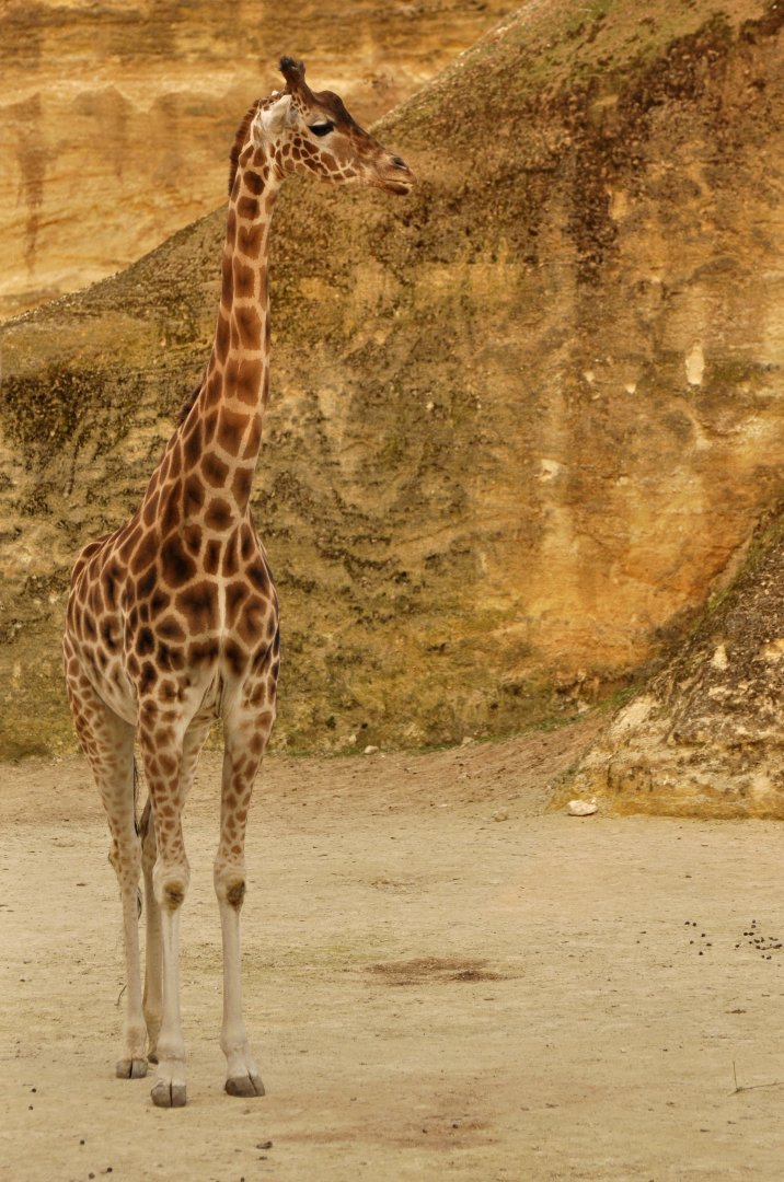 Kordoffan giraffe (Giraffa cameleopardis antiquorum)