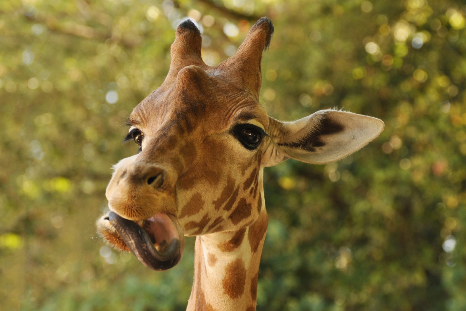 Kordoffan giraffe (Giraffa cameleopardis antiquorum)